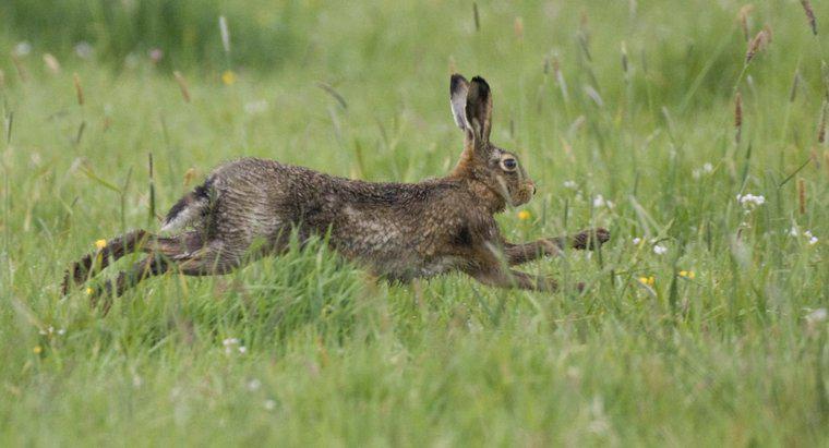 Quali sono i predatori naturali di un coniglio?