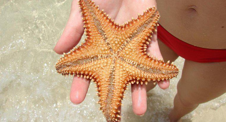 Dove vive Starfish Live?