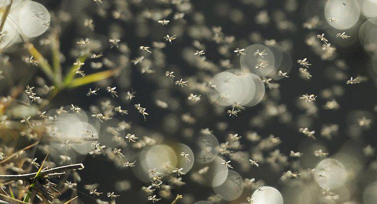 Come si fanno trappole per zanzare fatte in casa?