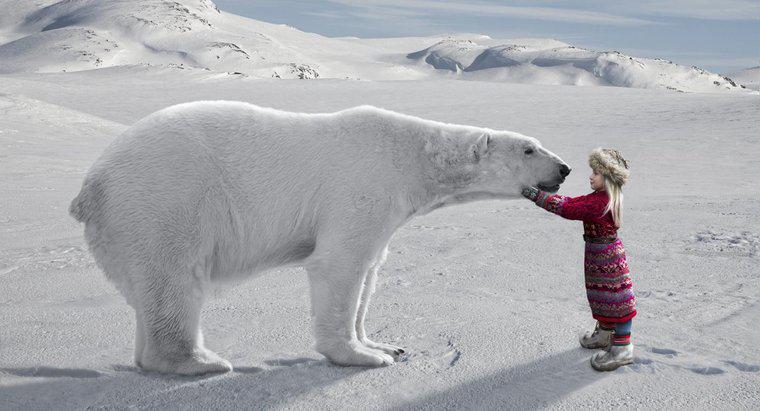 Quali sono alcuni fatti interessanti sull'Artico per bambini?