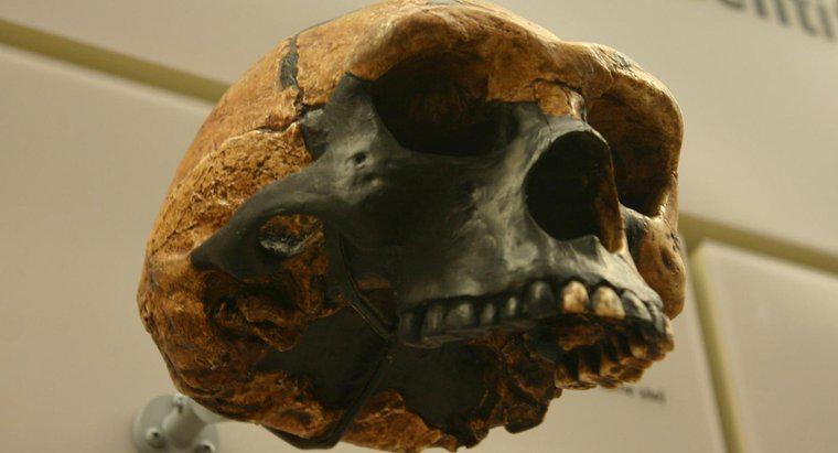 Quali sono le principali differenze tra Homo Erectus e Australopithecus?
