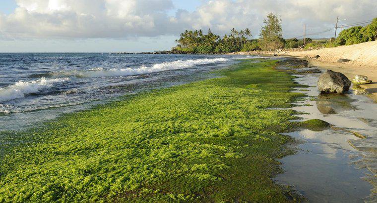 Come si formano le alghe?