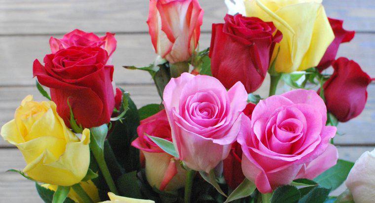 Qual è il significato dei diversi colori delle rose?