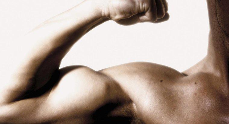 Quali sono i sintomi di un muscolo bicipite lacerato?