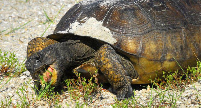 Quanto può durare una tartaruga senza cibo?