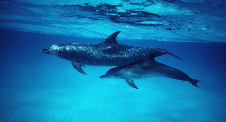 Cosa sono chiamati baby delfini?