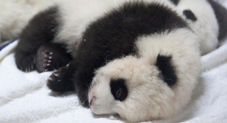 Quanto pesa un panda appena nato?