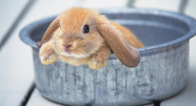 Puoi dare un coniglio a un bagno?