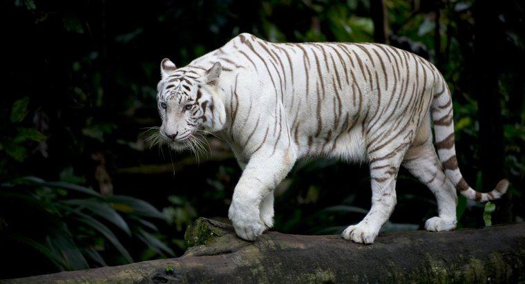 Quali sono alcuni fatti riguardo alle tigri bianche?