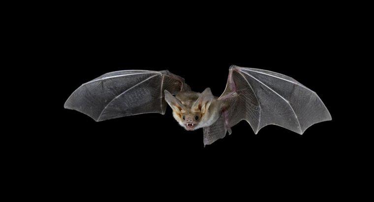 Come fanno i pipistrelli a catturare le loro prede di notte?