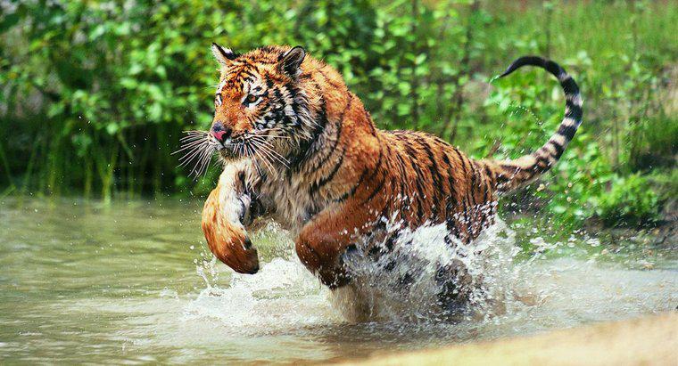 Quali sono alcuni fatti di base sulle tigri?