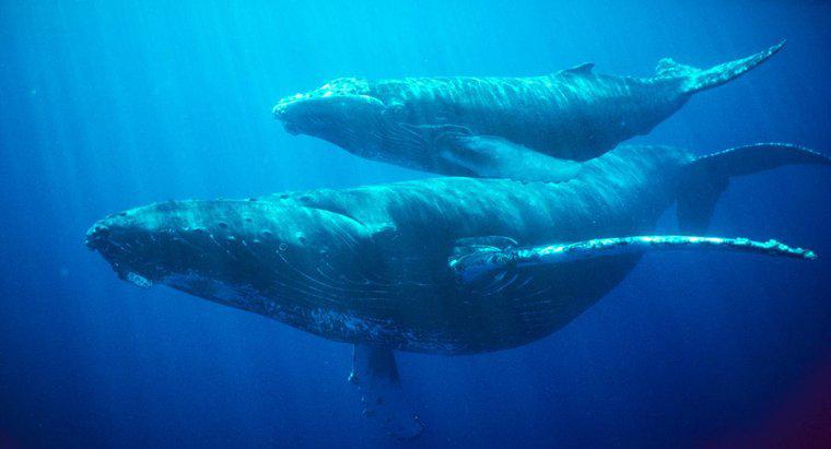 Quanto può durare una balena?