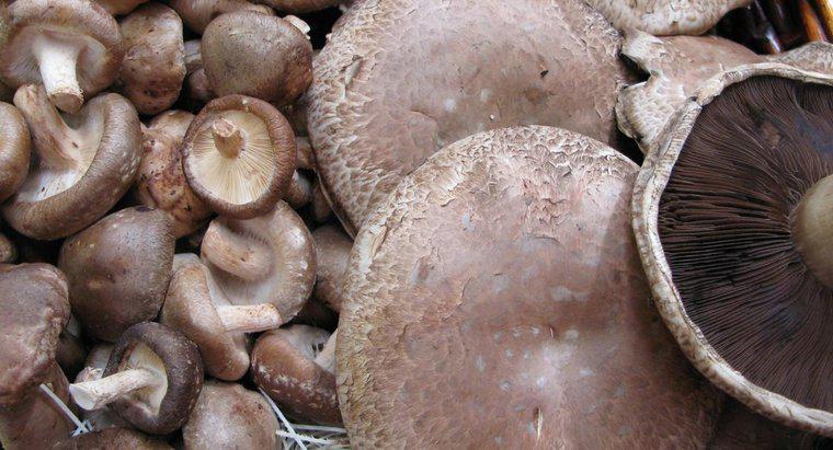 Puoi mangiare funghi Portobello crudi?