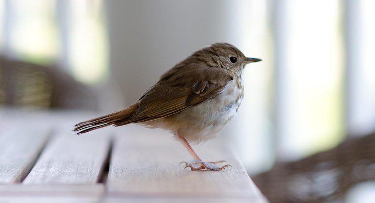 Cosa significa quando un uccello entra nella tua casa?