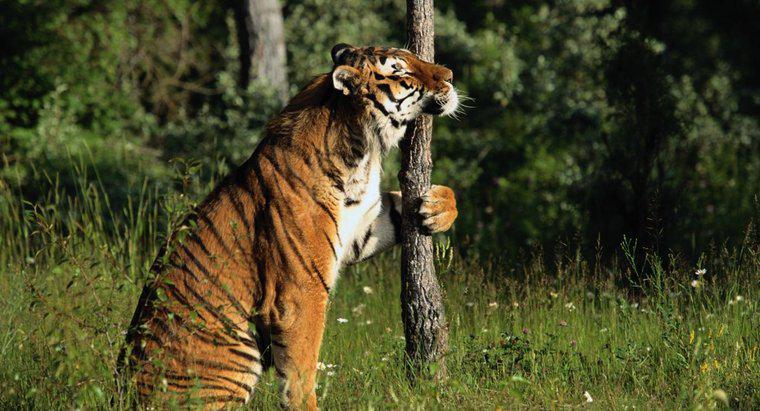 Le Tigri possono arrampicarsi sugli alberi?