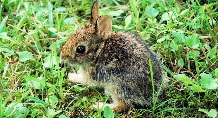 Puoi tenere un coniglio selvatico come un animale domestico?
