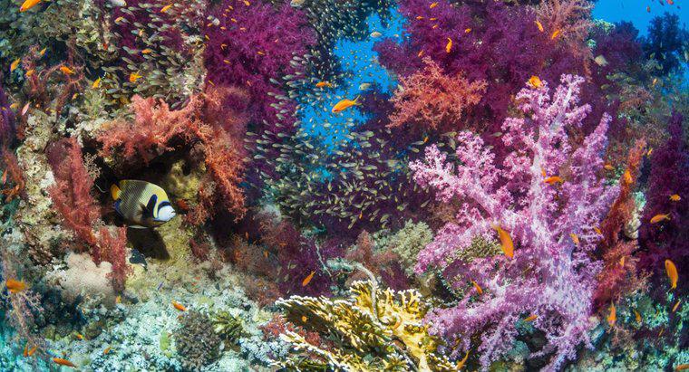 Quali sono alcuni fattori biotici di una barriera corallina?