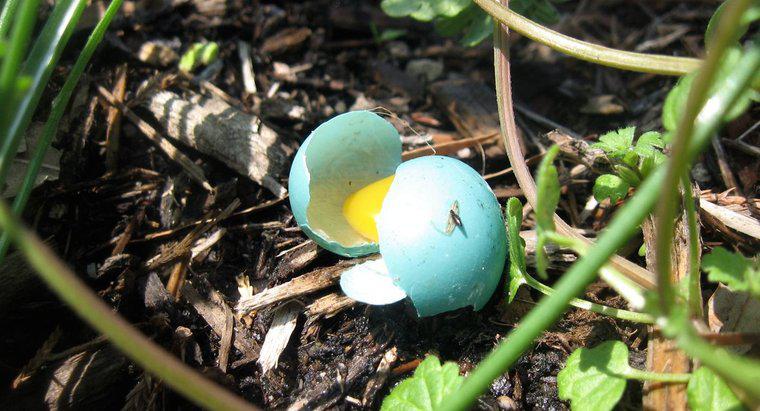 Di che colore sono le uova Blue Jay?