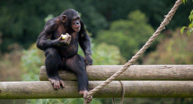 Cosa mangiano le scimmie nella giungla?