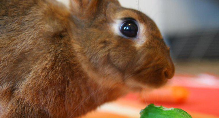 I conigli possono mangiare cetriolo?