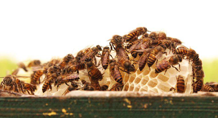 Come si chiama un gruppo di api?