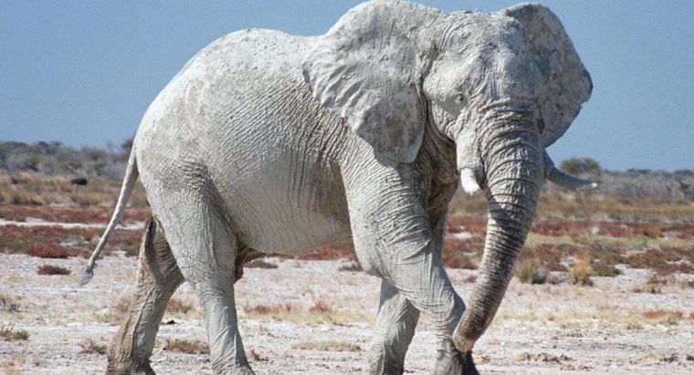 Gli elefanti di buona fortuna sono un mito?