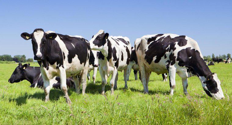 Come si chiama un gruppo di mucche?