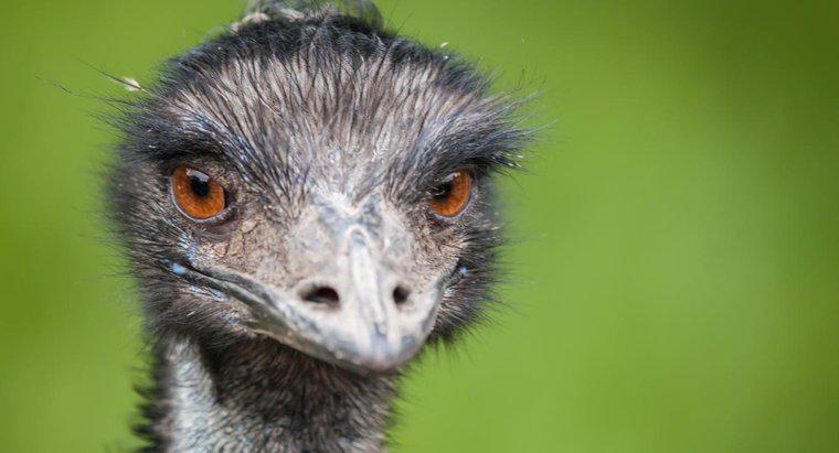 In che modo Emus fugge dai loro predatori?