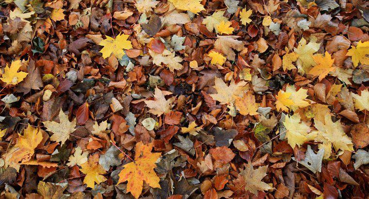 Perché le foglie cadono dagli alberi in autunno?