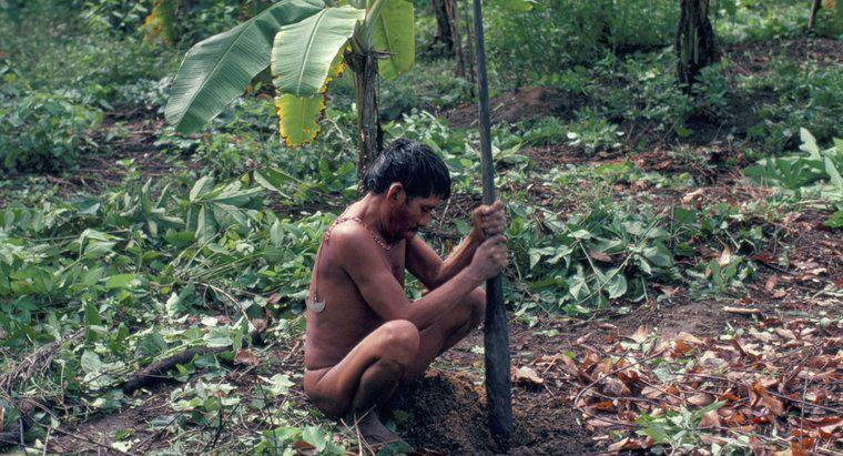 Che cosa mangiano gli Yanomami People?