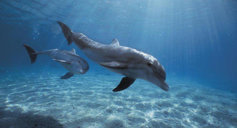 Quali sono i predatori dei delfini?