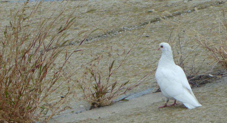 Cosa significa vedere una colomba bianca?