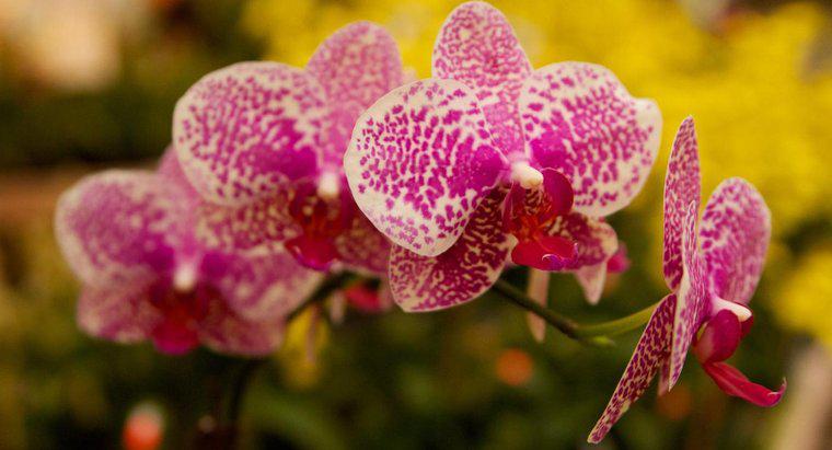 Le orchidee sono velenose per i gatti?