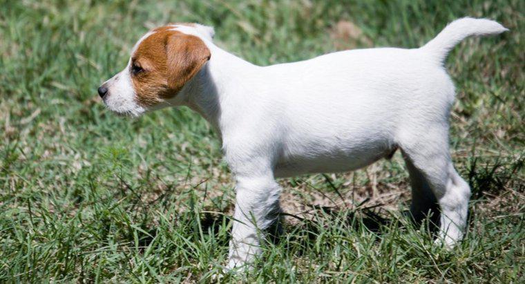 Quali sono alcuni suggerimenti per recuperare i cuccioli di Jack Russell Terrier?