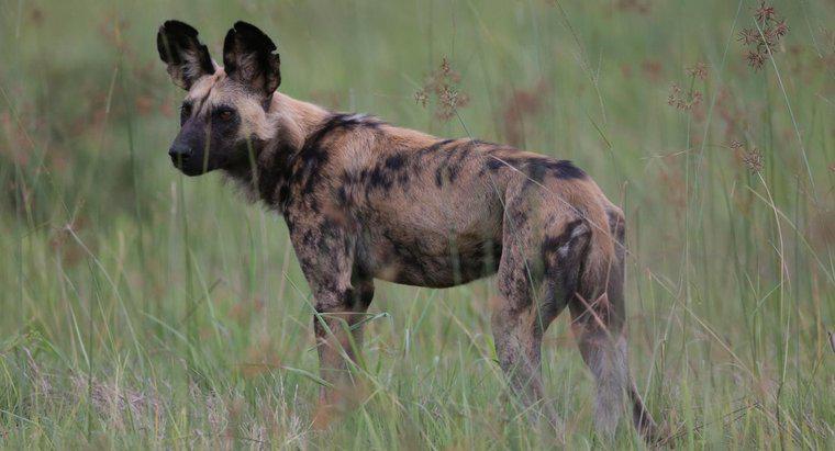 Un cane selvatico africano crea un animale domestico adatto?