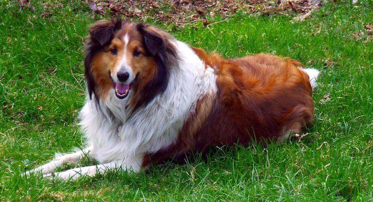 Quale razza di cane era Lassie?