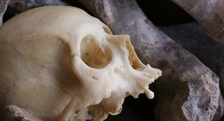 Di che cosa sono fatte le ossa umane?