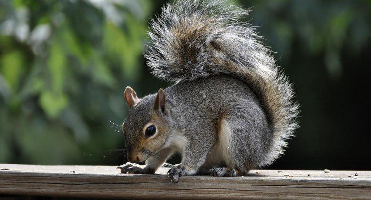 Dove vivono gli scoiattoli?