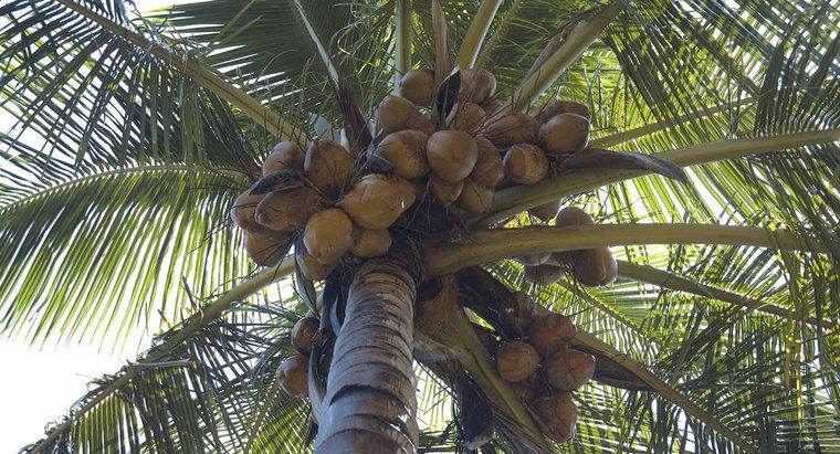 Dove crescono le noci di cocco?