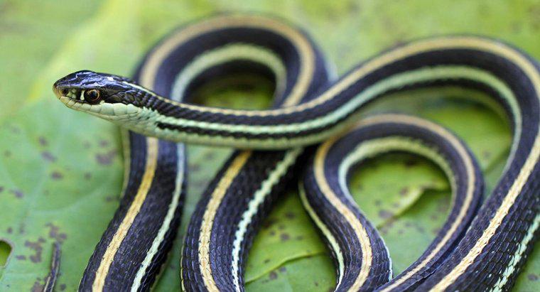 Come si adattano i serpenti al loro ambiente?