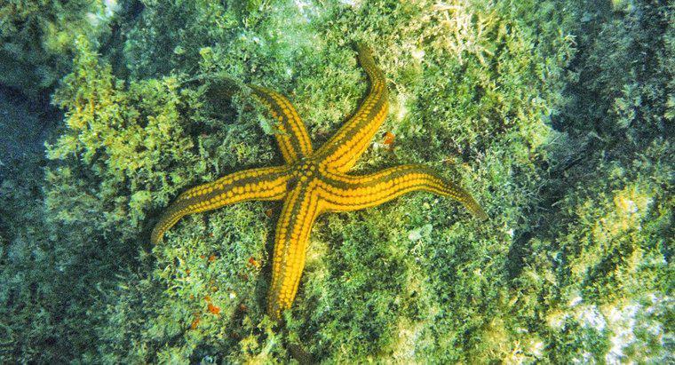 Le stelle marine sono considerate in pericolo?