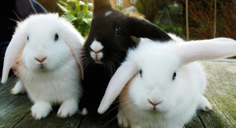 Come puoi sapere se un coniglio è un maschio o una femmina?
