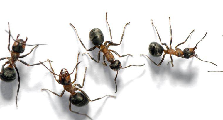 Come si chiama un gruppo di formiche?