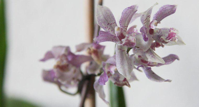 Quanto tempo impiega un'orchidea a crescere da un seme?