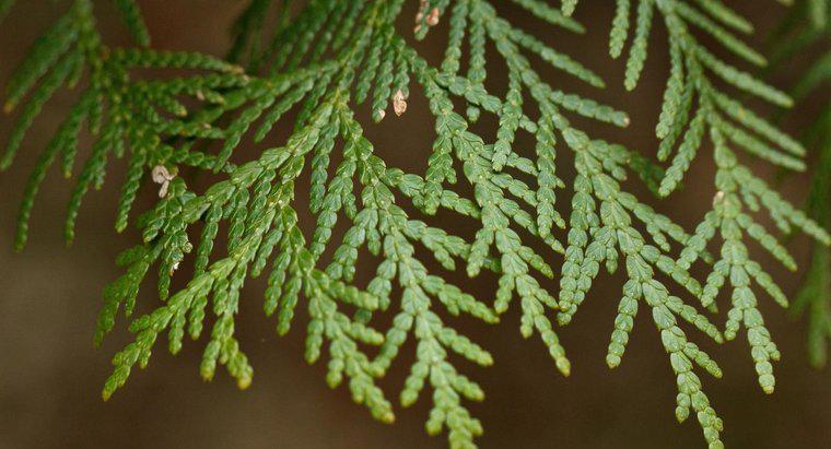 Che tipo di fertilizzante usi per le arborchie?