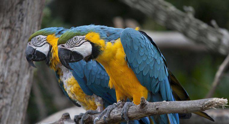 Quanto tempo vivono i pappagalli?