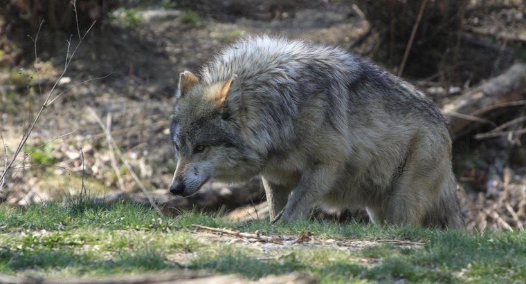 Quali sono i predatori dei lupi?