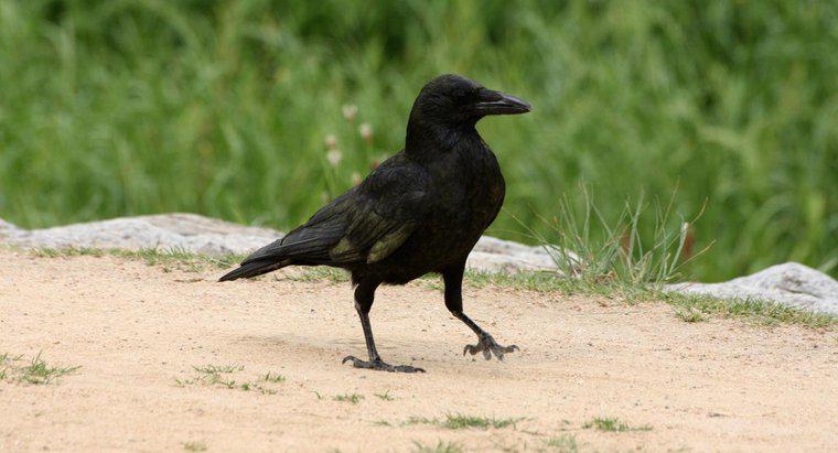Come sono i corvi come animali domestici?
