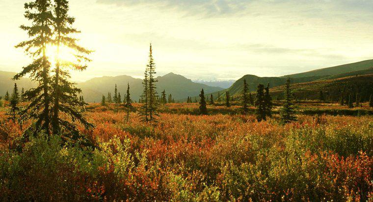 Quali sono le preoccupazioni ecologiche e ambientali del bioma della tundra?