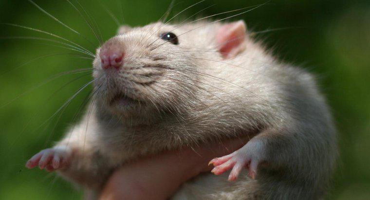 Quanto sono intelligenti i ratti?